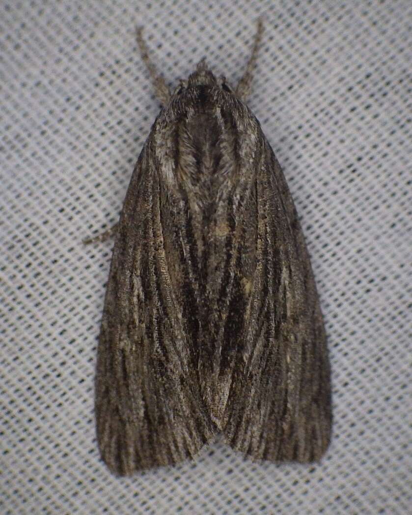 Слика од Acronicta lithospila Grote 1874