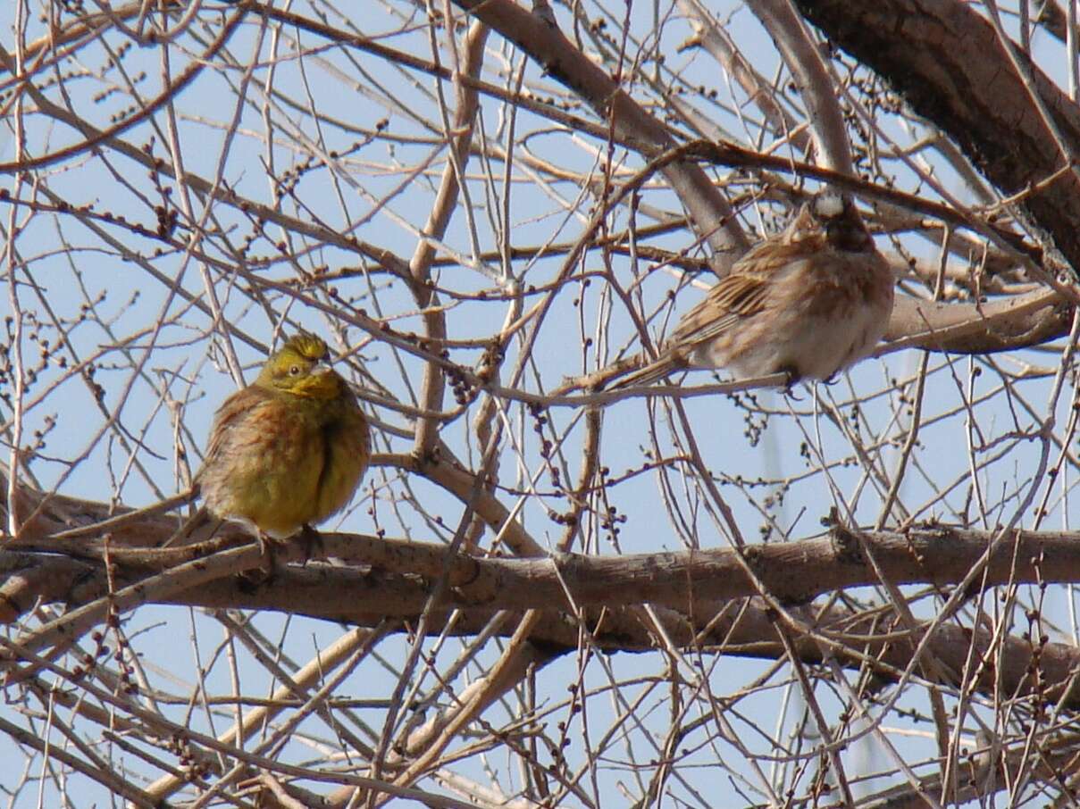 Image of Pine Bunting