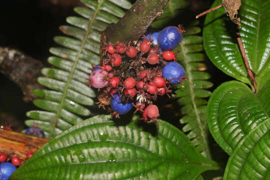 Imagem de Miconia septuplinervia