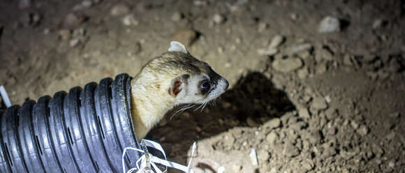 Image of Black-footed Ferret