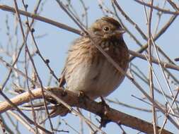 Image of Pine Bunting