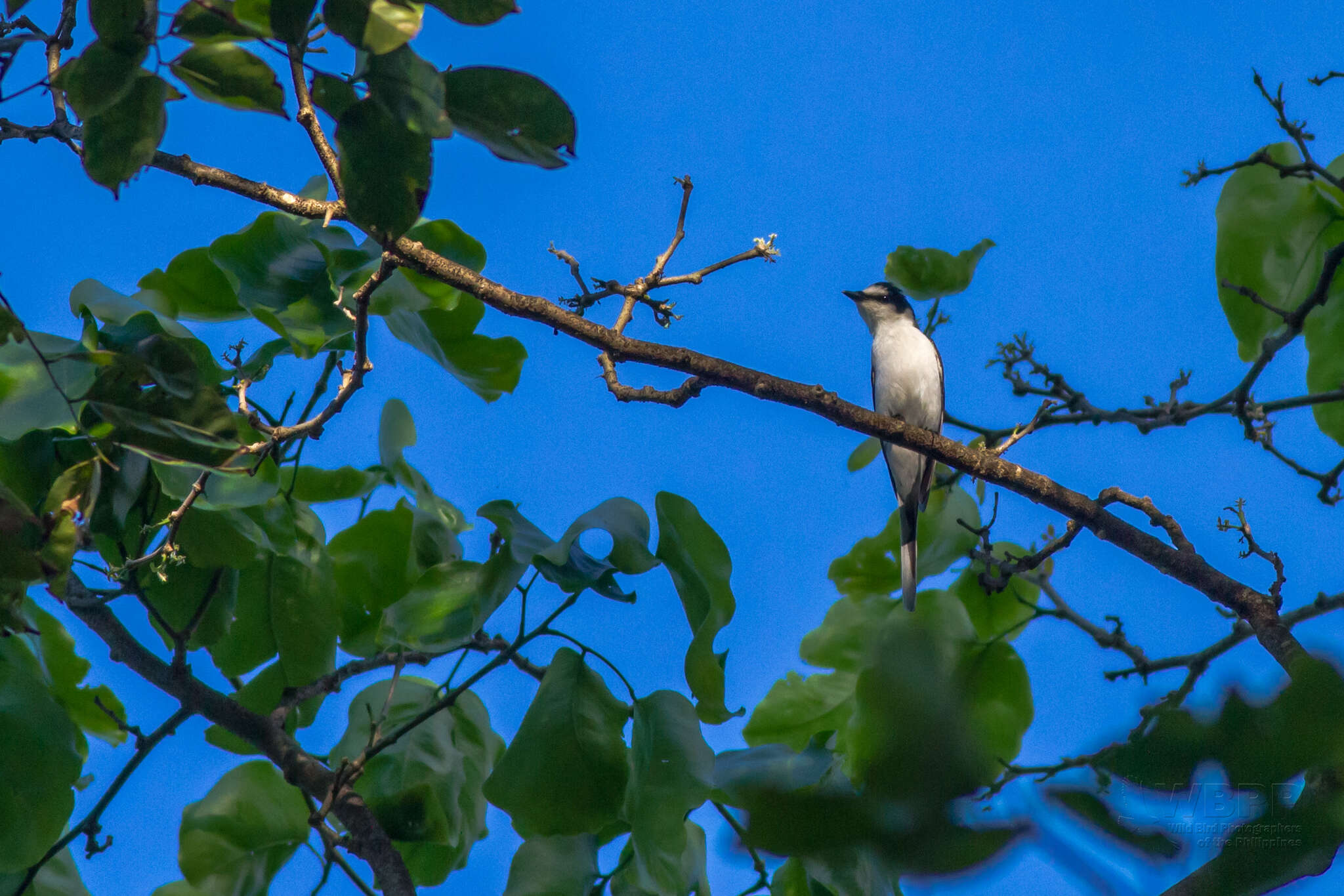 Image of Ashy Minivet