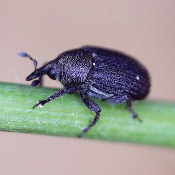 Image of Weevil