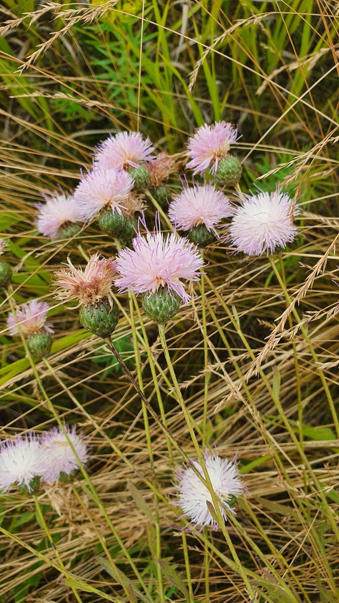 صورة Klasea radiata subsp. tanaitica (P. A. Smirn.) L. Martins