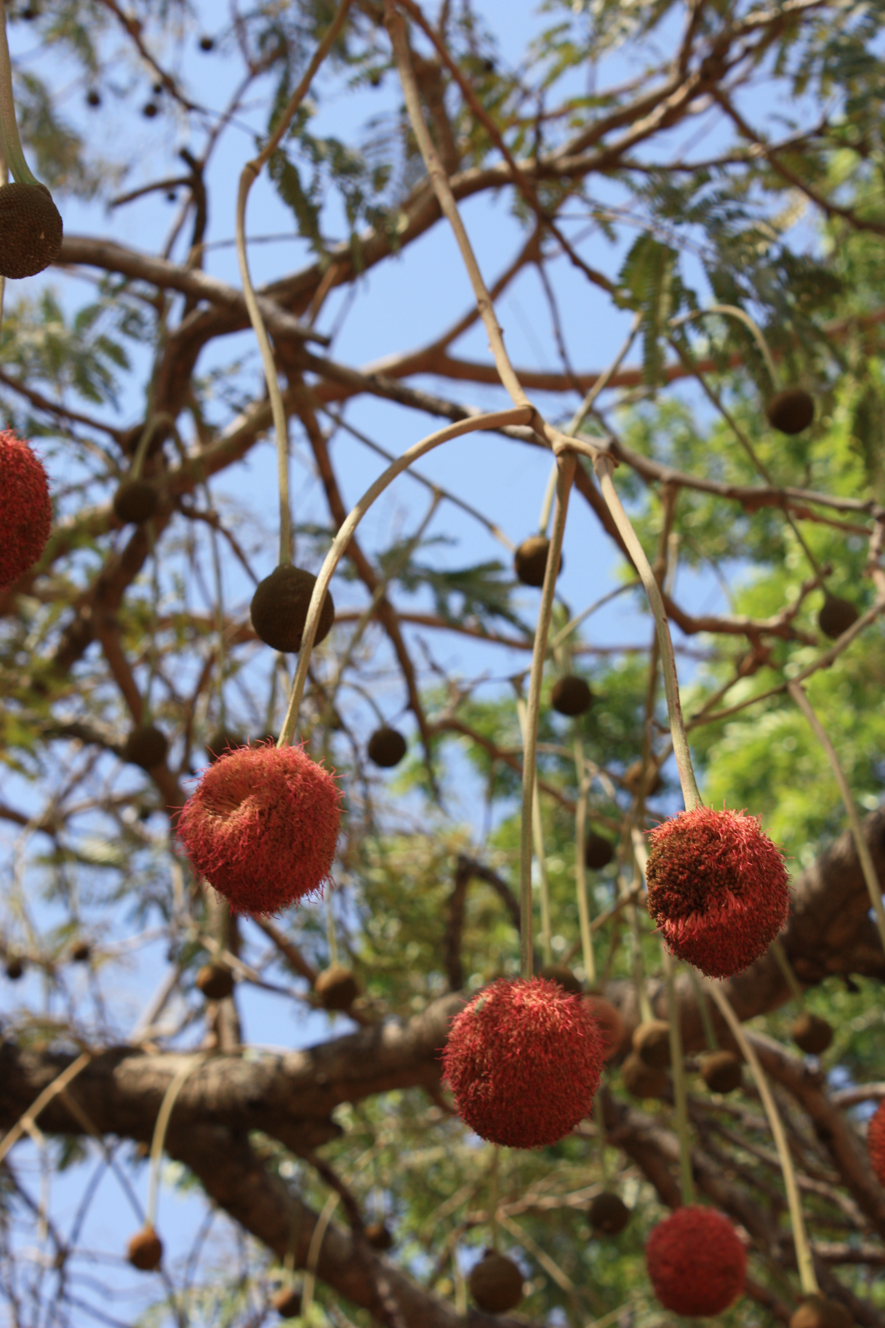 African Locust Bean Tree Encyclopedia Of Life