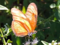 Dryas iulia moderata Stichel 1907的圖片