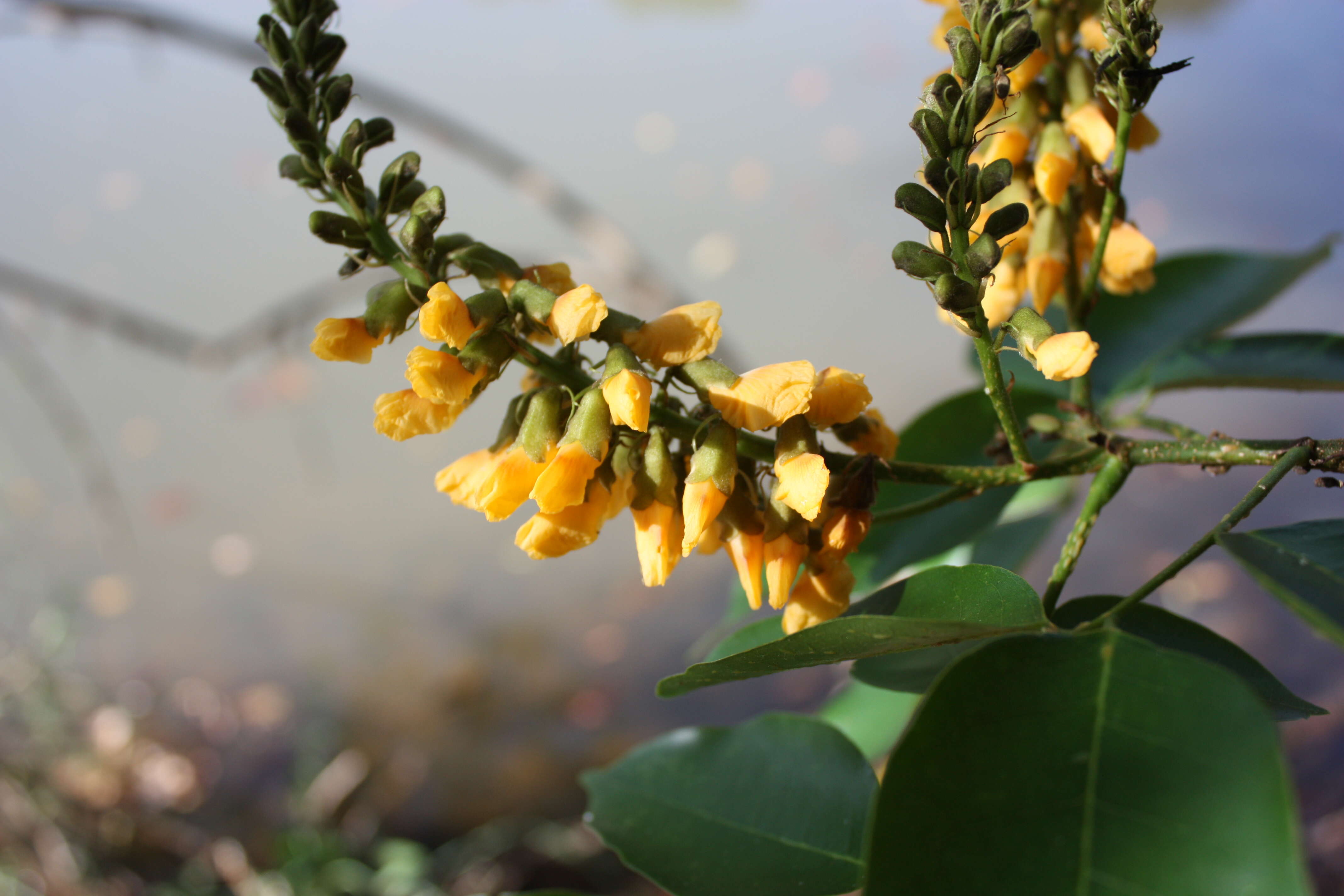 Image of Pterocarpus santalinoides DC.