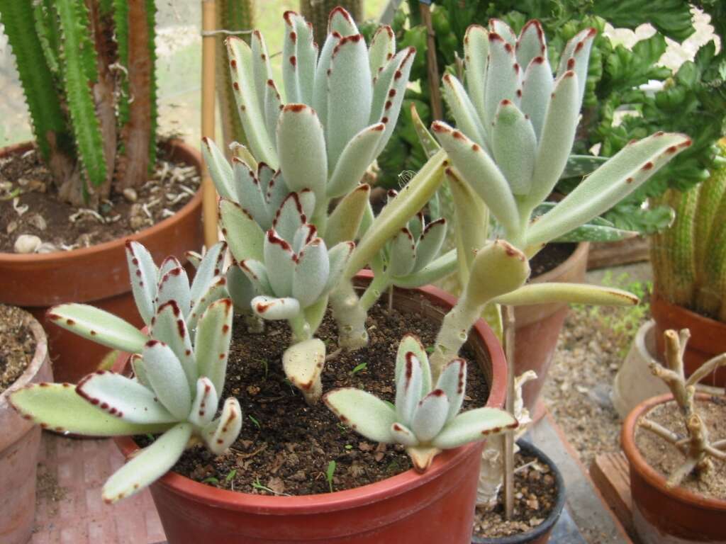 Image of Kalanchoe tomentosa Baker