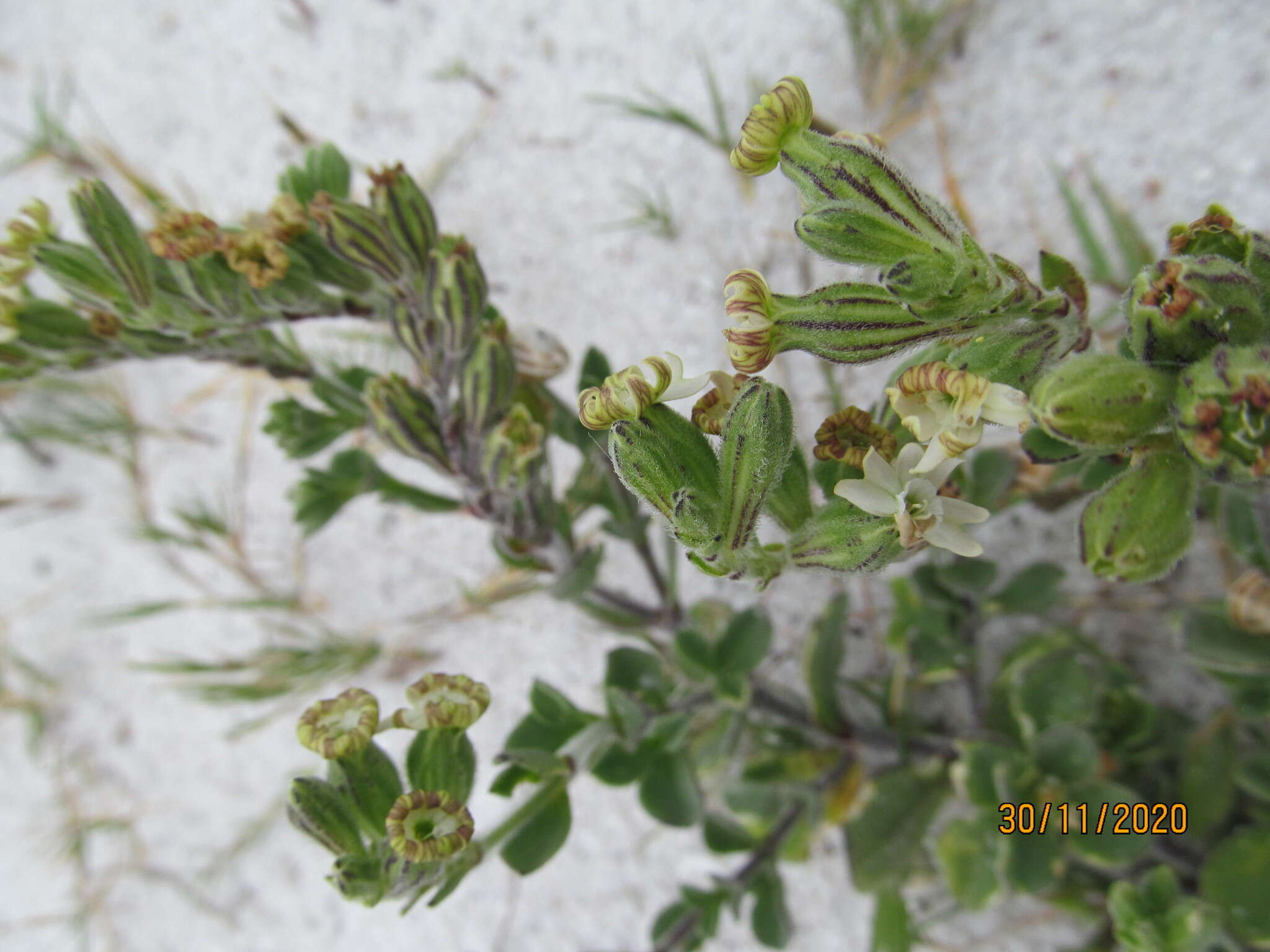 Image of Silene crassifolia subsp. crassifolia