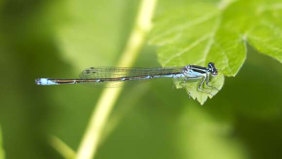 Image of Stream Bluet