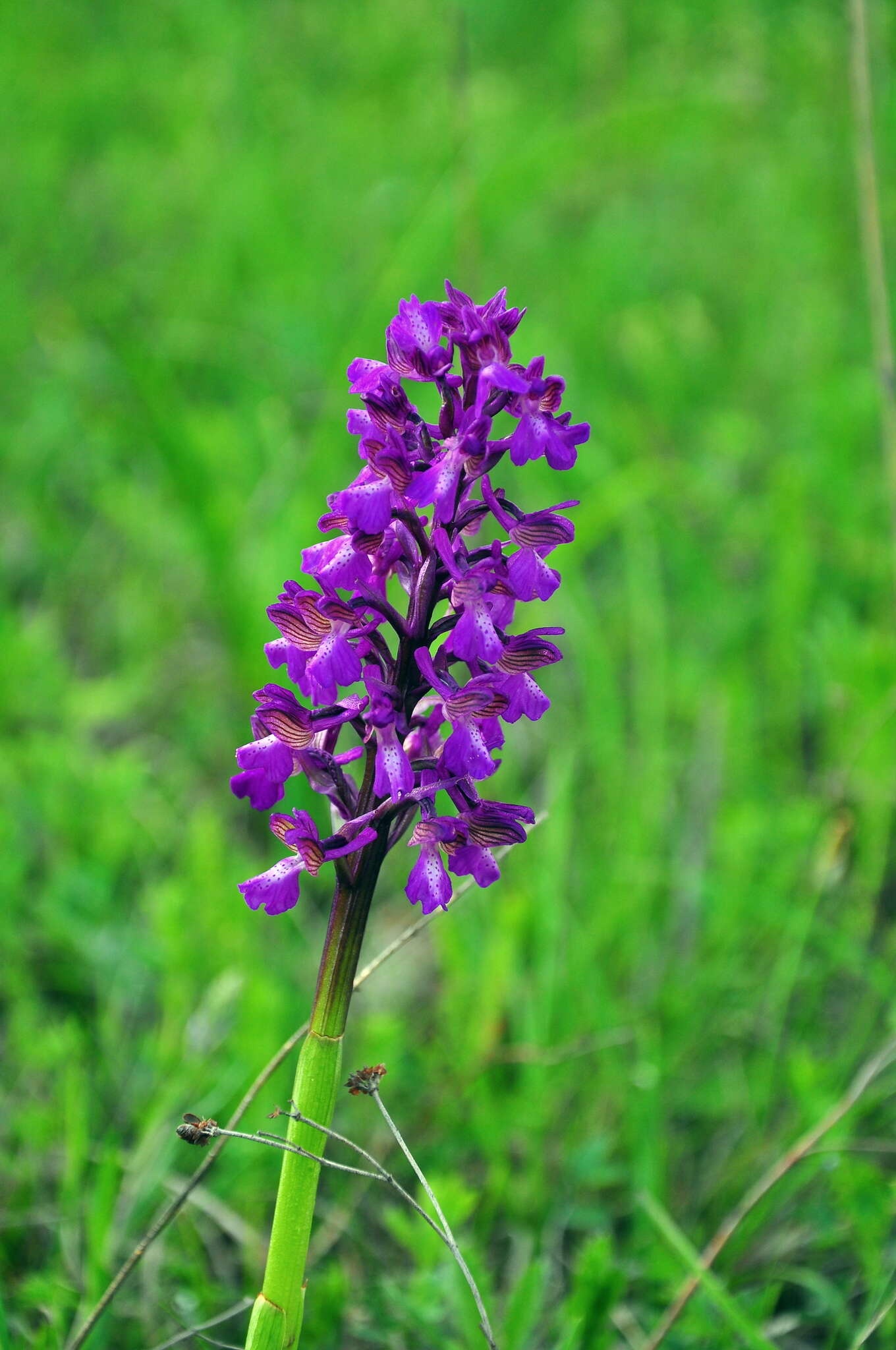 Anacamptis morio subsp. caucasica (K. Koch) H. Kretzschmar, Eccarius & H. Dietr. resmi