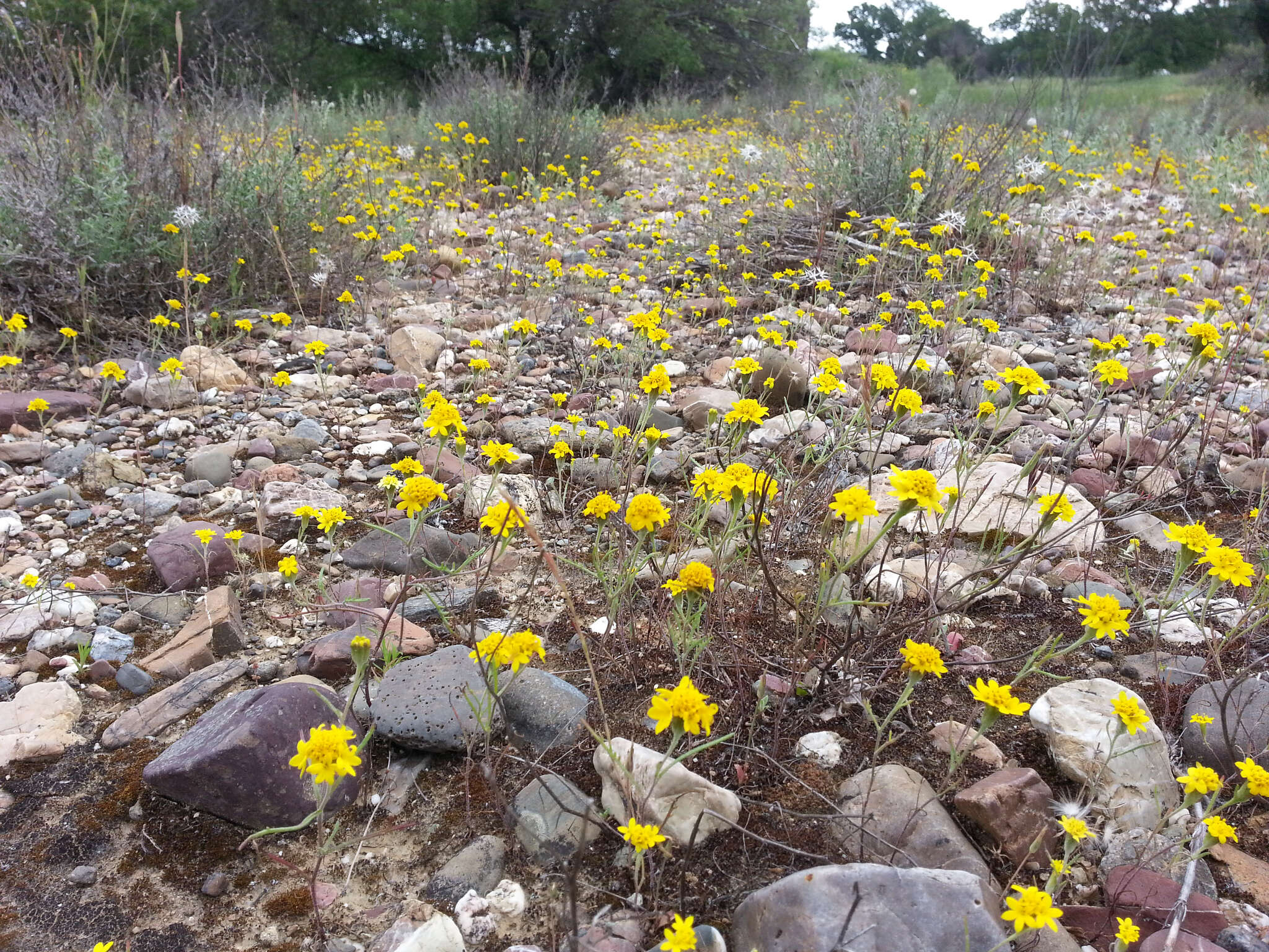 Sivun Chaenactis glabriuscula var. heterocarpha (Torr. & A. Gray) H. M. Hall kuva