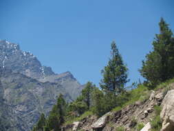 Image of Himalayan Cypress