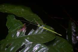 صورة Necroscia punctata (Gray & G. R. 1835)