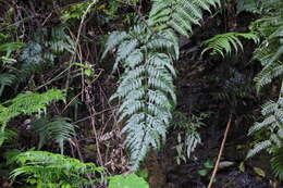 Image de Pteris formosana Bak.