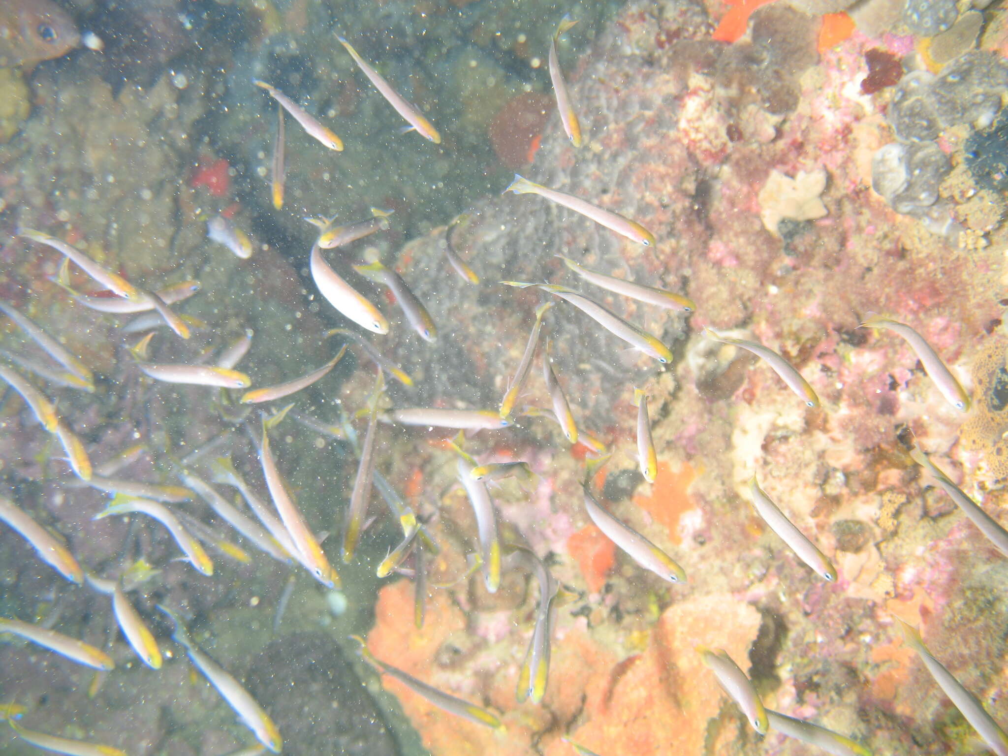 Image of Noarlunga hulafish