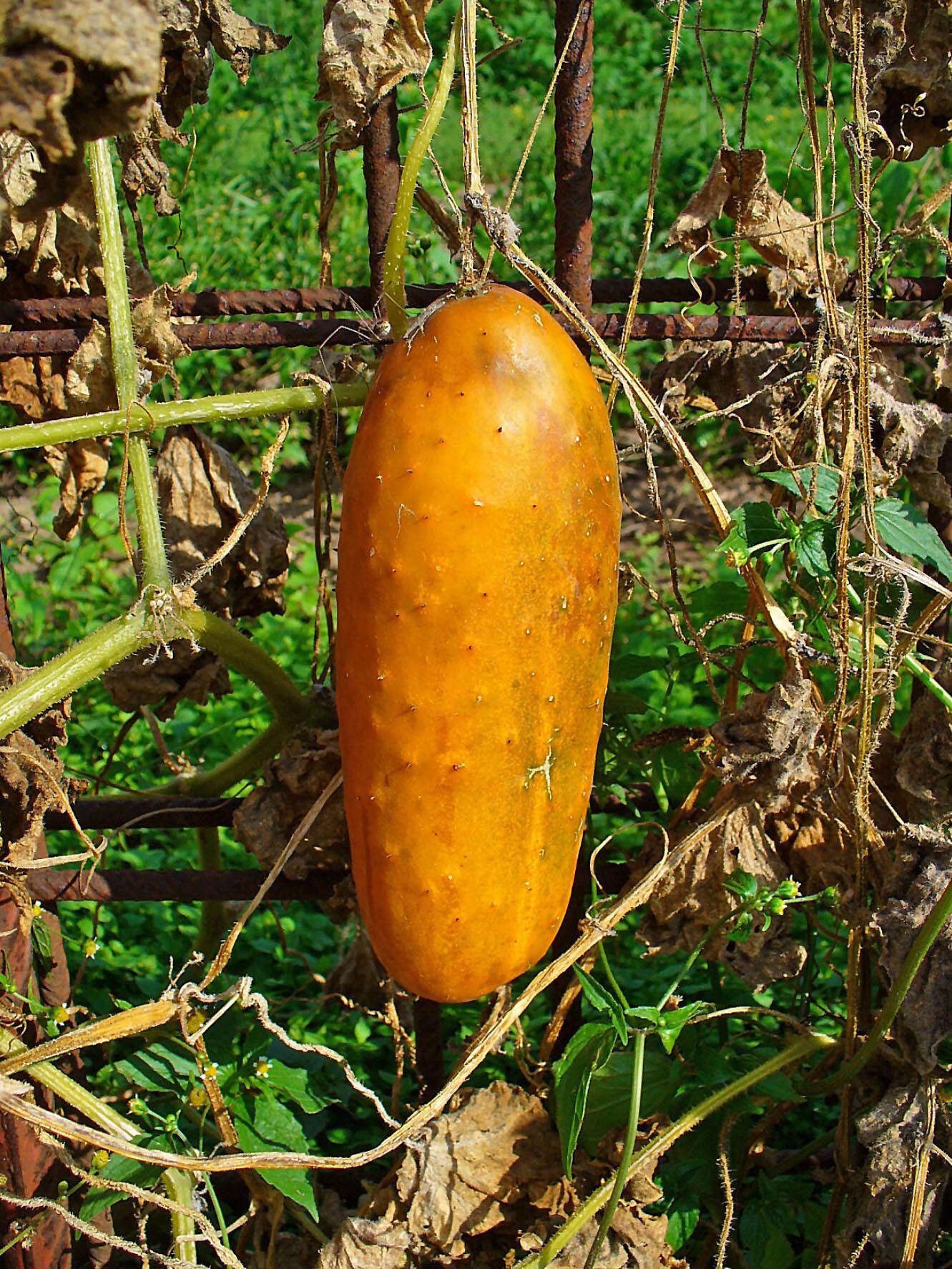 Image of garden cucumber