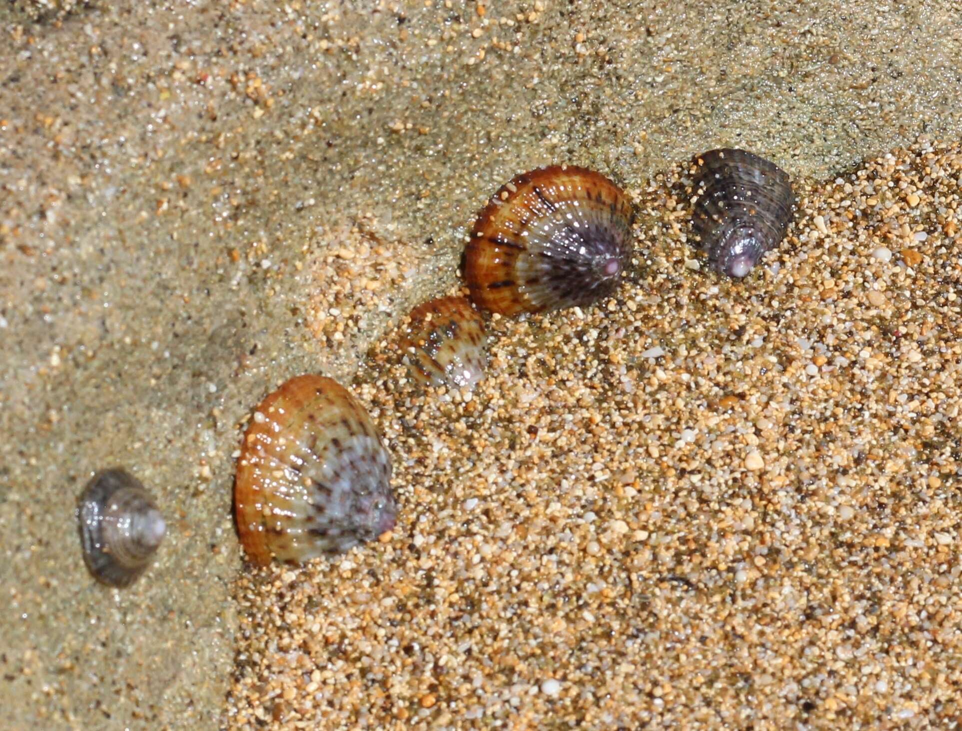 Image of black limpet