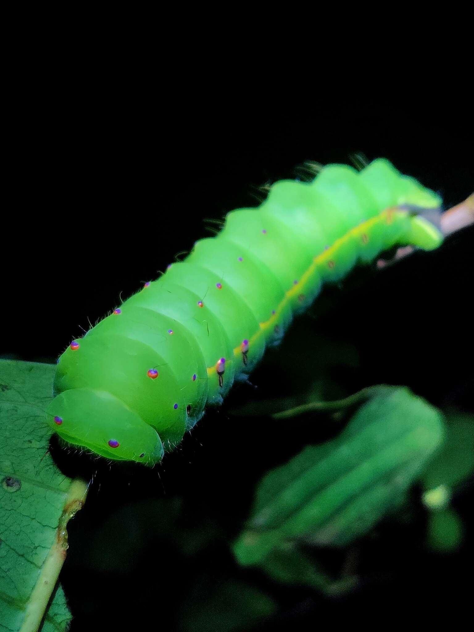 Image of Tasar Silk Moth