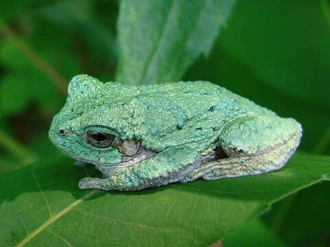 Image of Cope's Gray Treefrog