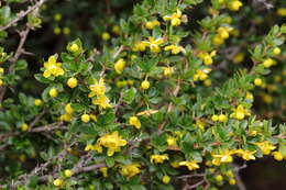 Image of Berberis angulosa Wall.