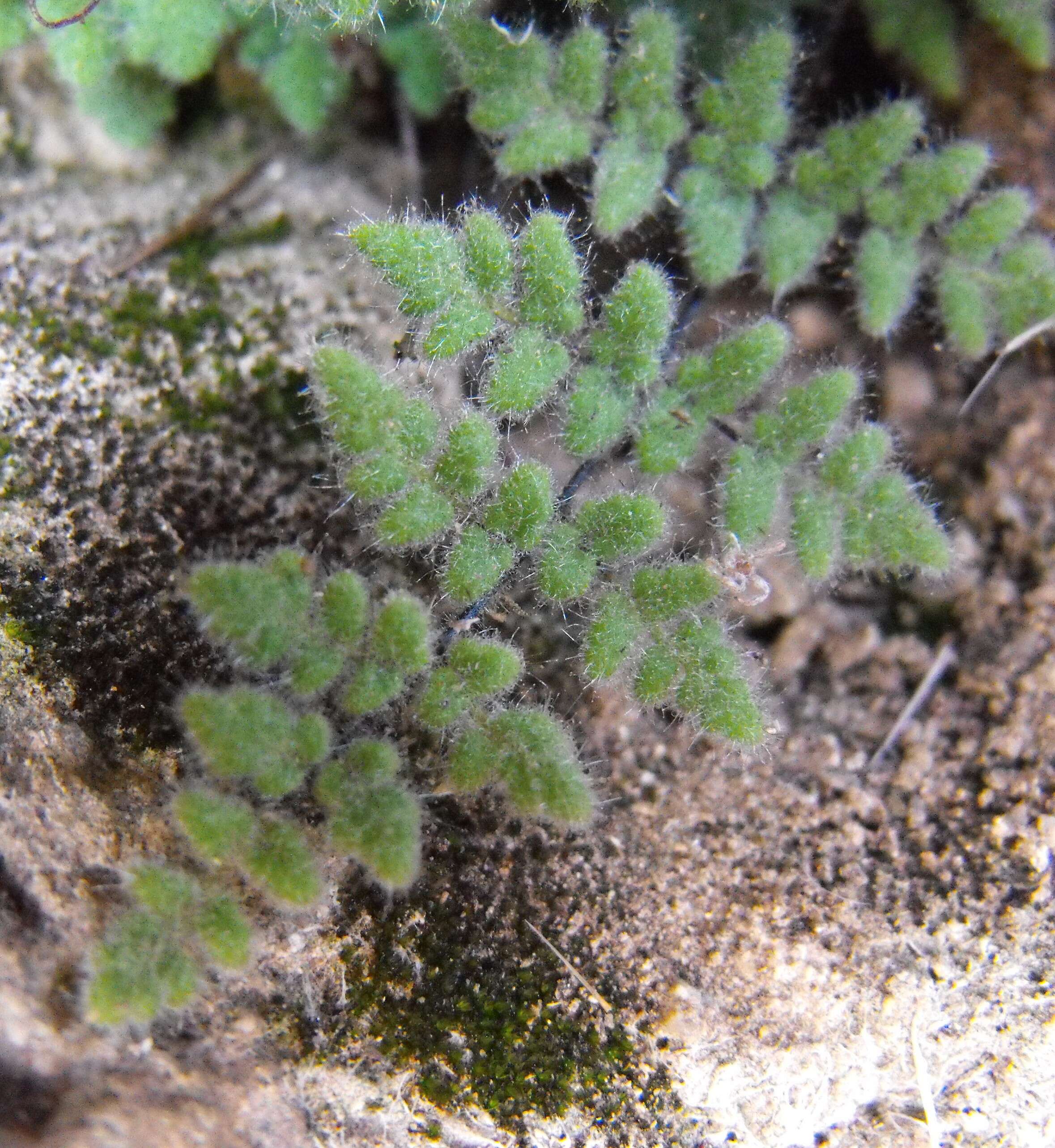 Image of Parry's lipfern