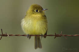 Image of Yellowish Flycatcher