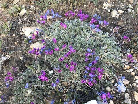 Image of Bessey's locoweed