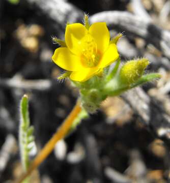 Image of whitestem blazingstar