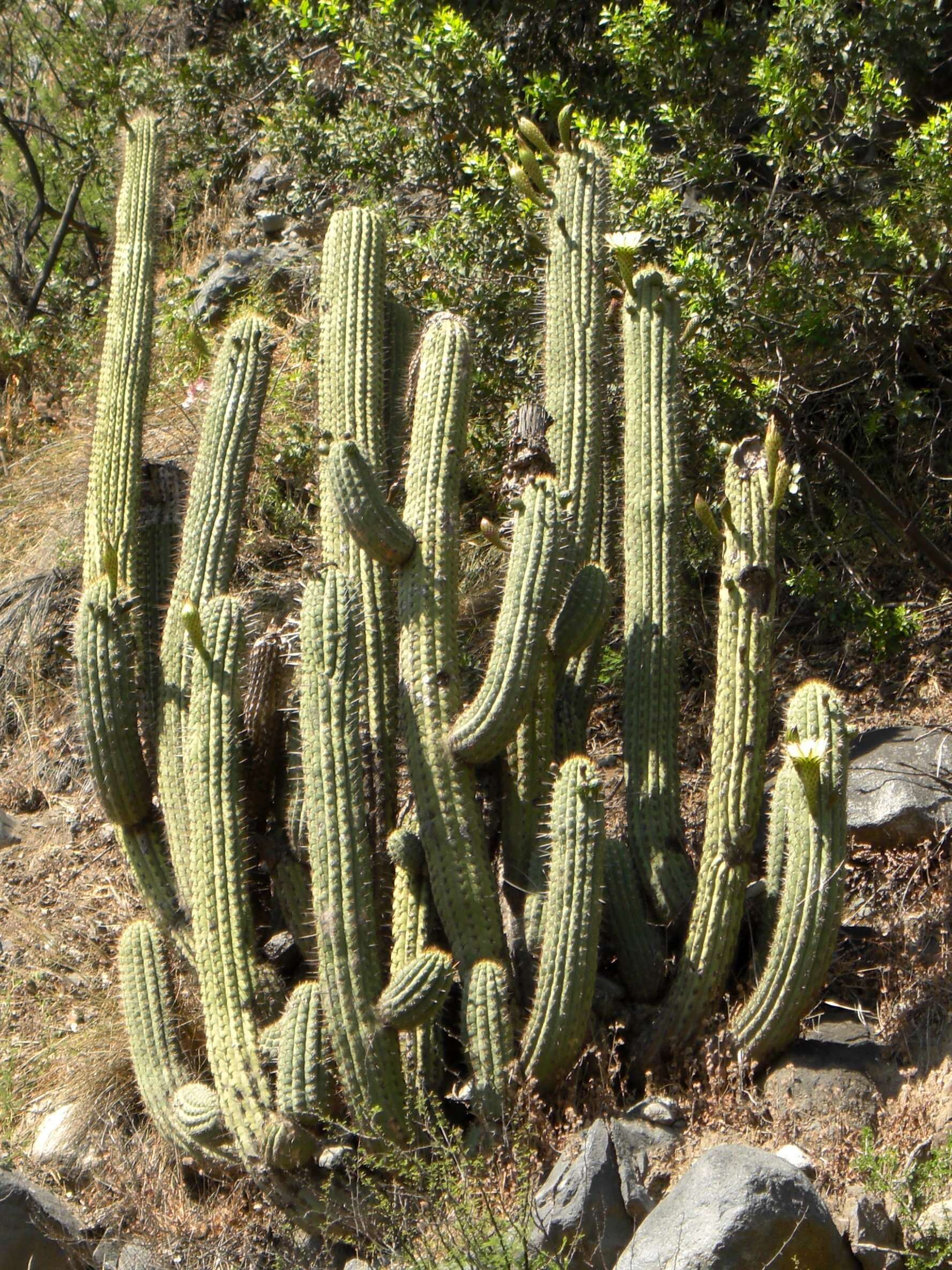 Image of Leucostele chiloensis