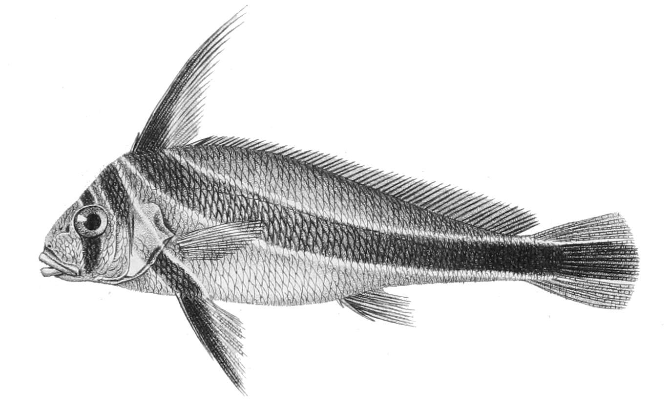 Image of Donkey Fish