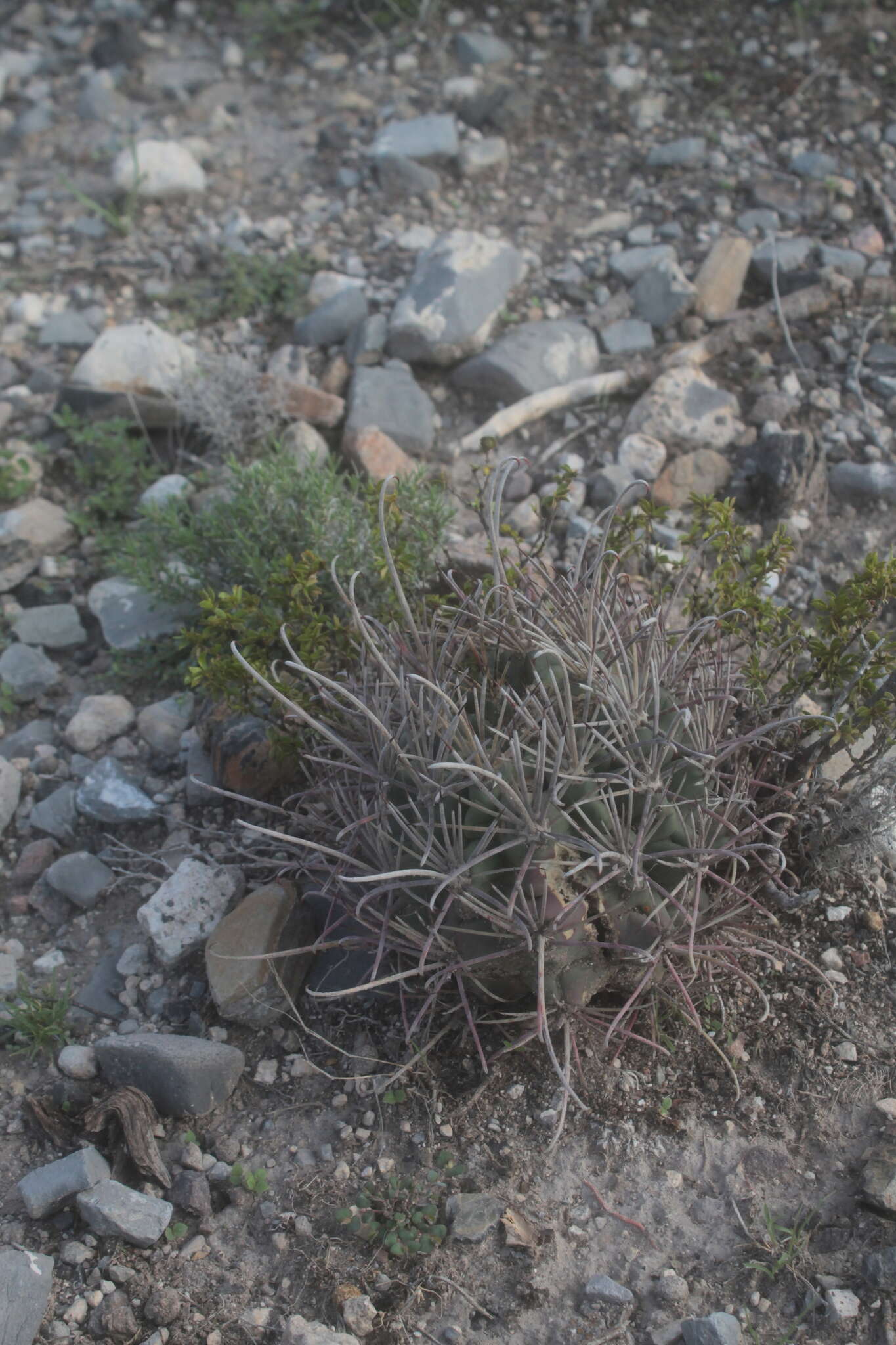 Image of Chihuahuan Fishhook Cactus