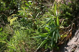 Image of Bupleurum plantagineum Desf.