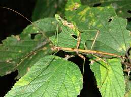 Image of Northern Walkingstick