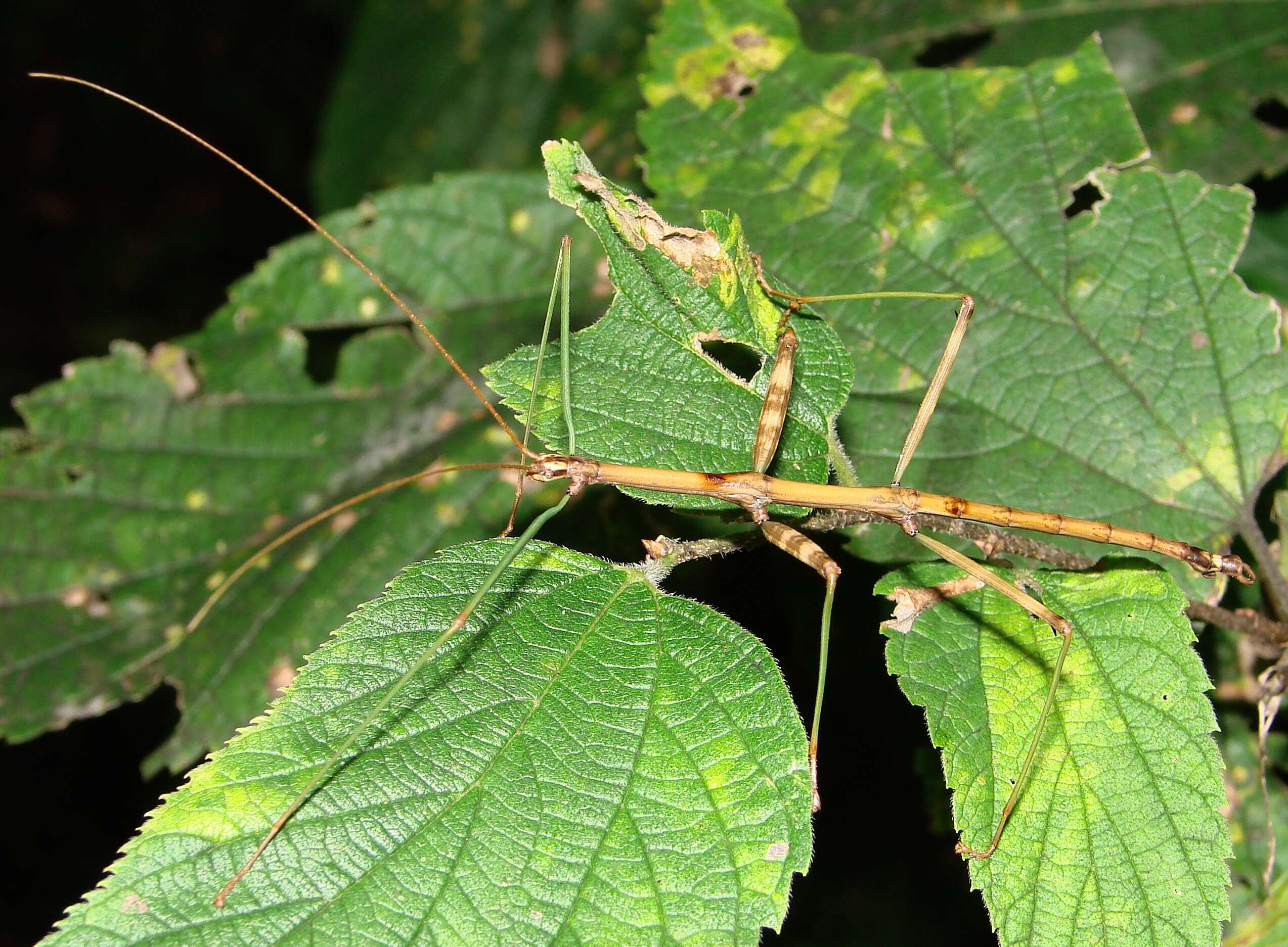 Image of Northern Walkingstick