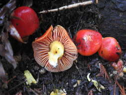 Imagem de Hygrocybe laetissima (A. H. Sm. & Hesler) Singer 1951