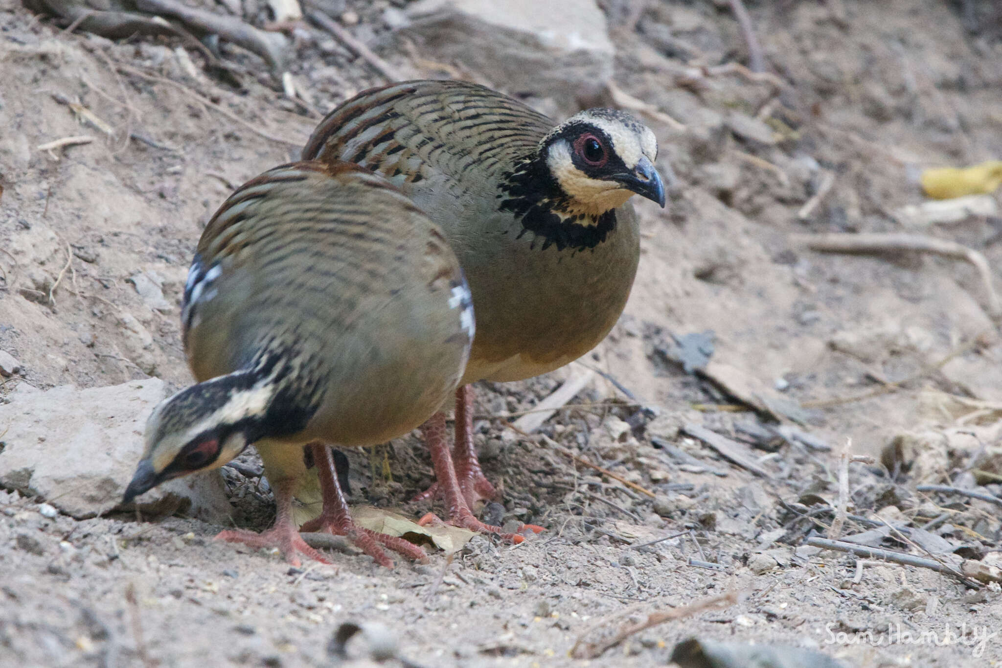 Image of Bar-backed Hill Partridge