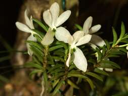 Trichoglottis resmi