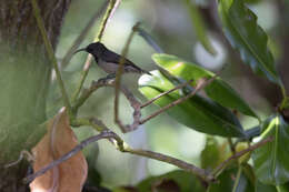 Image of Seychelles Sunbird