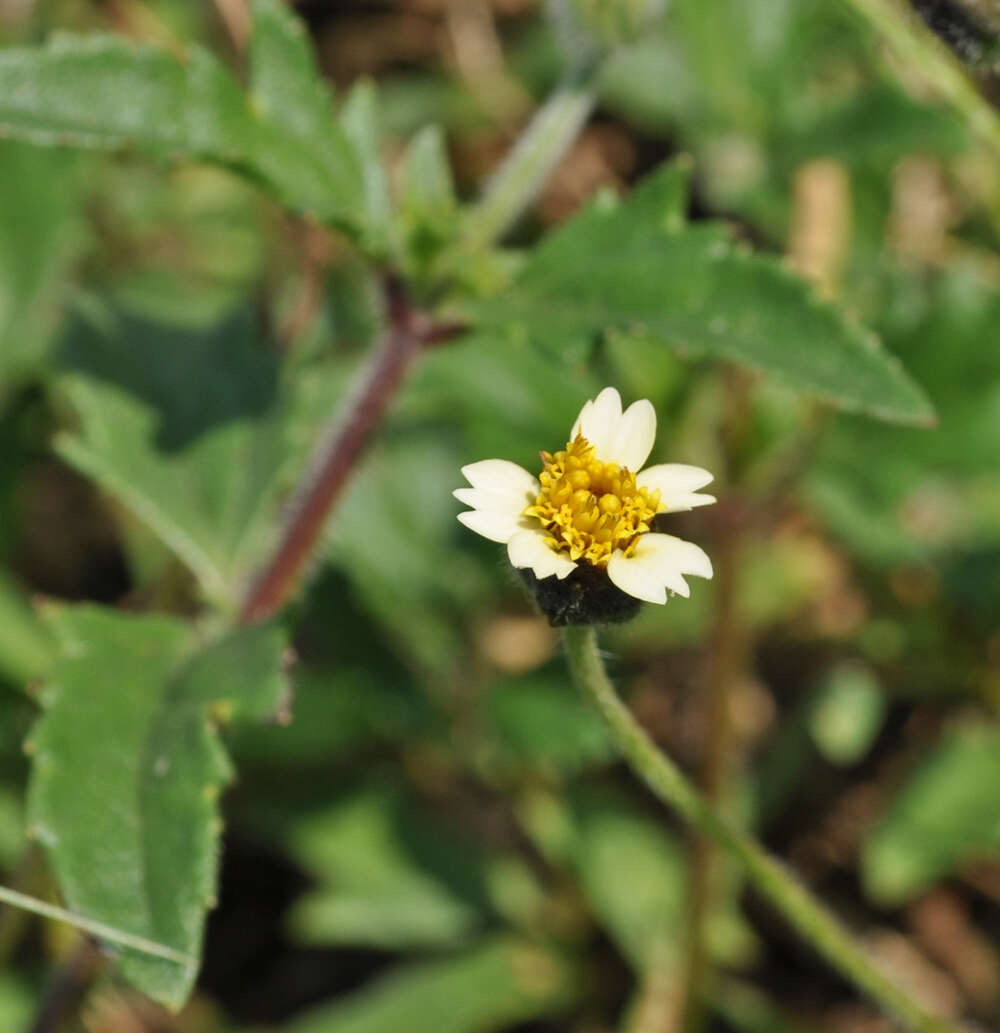 Image de Tridax procumbens L.