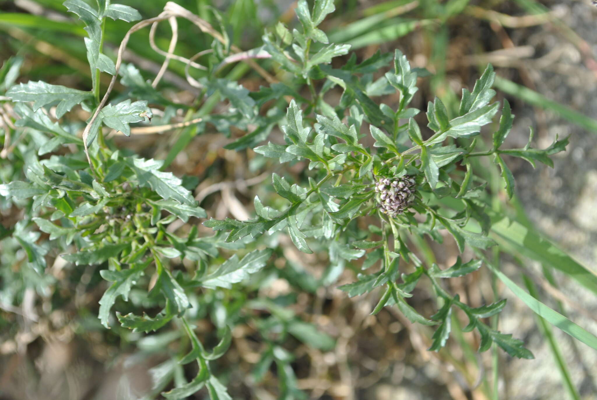 Scrophularia canina L. resmi