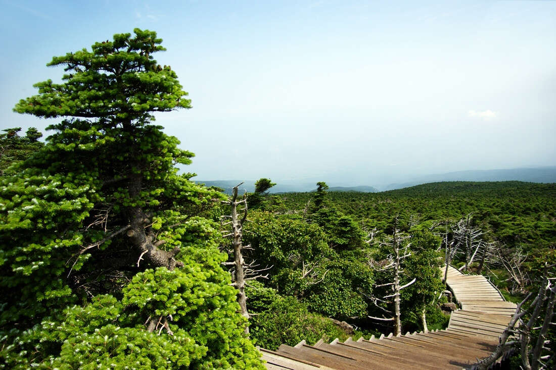 Image of Korean Fir