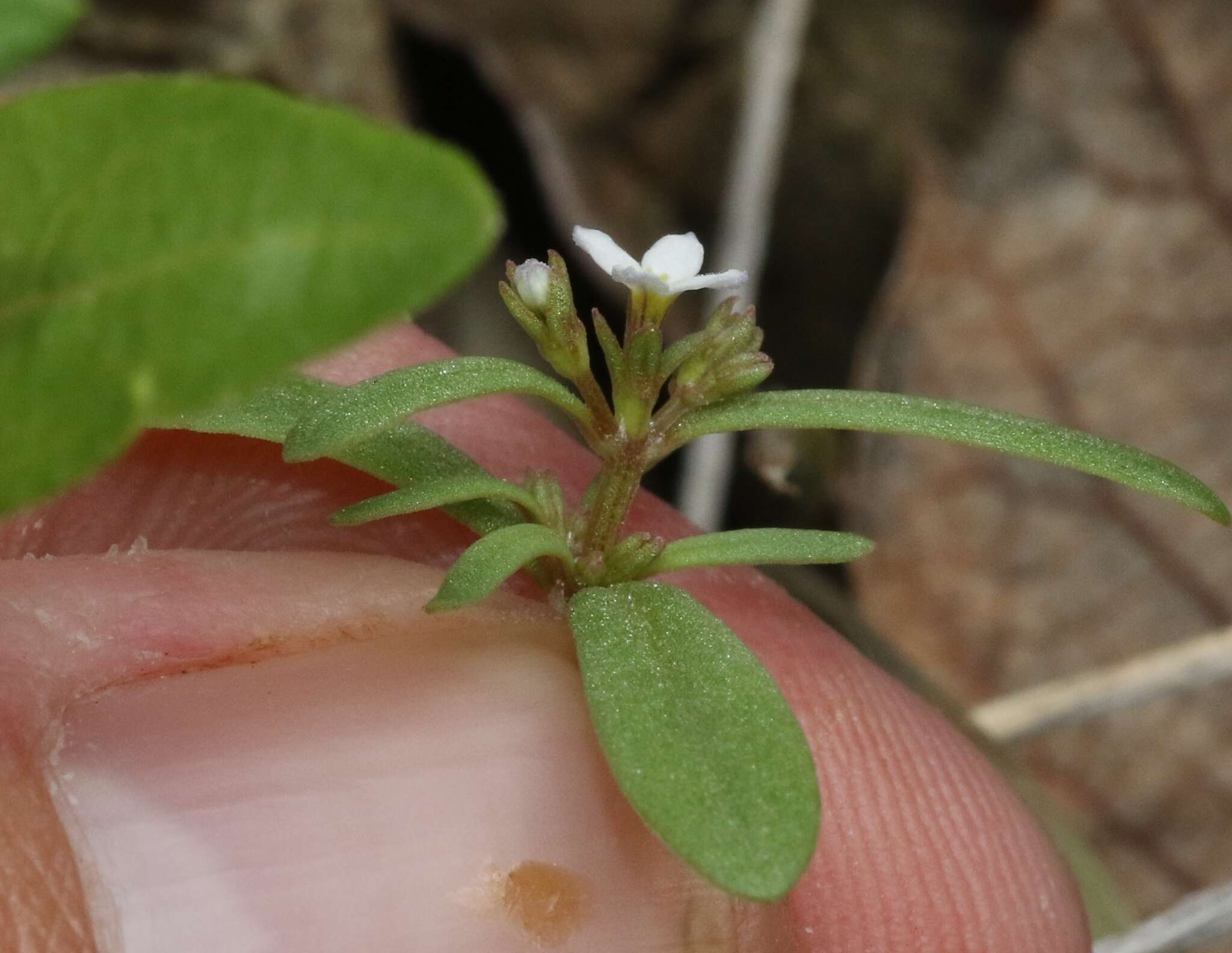 Image of Greene's starviolet