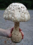 Image of Amanita atkinsoniana Coker 1917