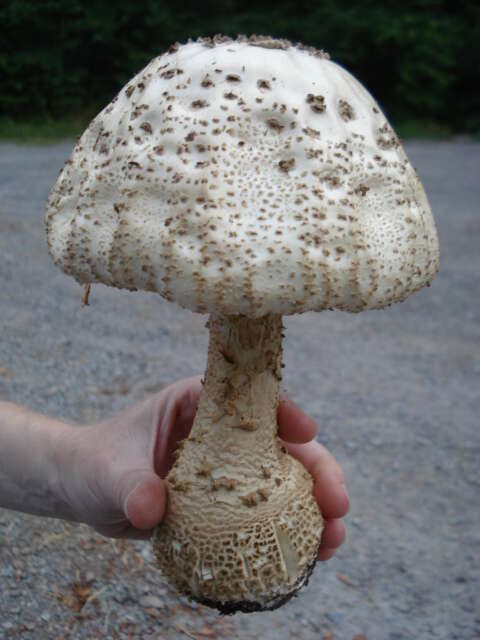 Image de Amanita atkinsoniana Coker 1917