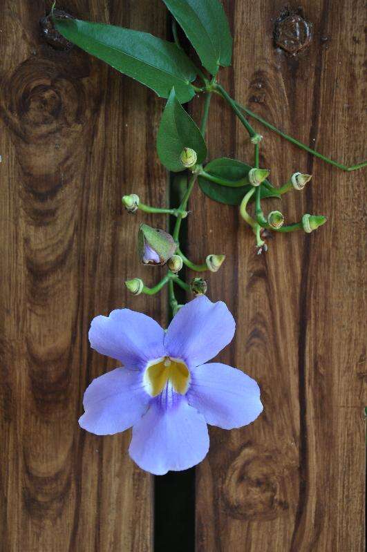 Image of Bengal clock vine