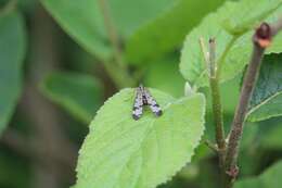 Image of Common scorpionfly