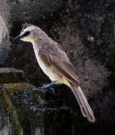 Image of Yellow-vented Bulbul