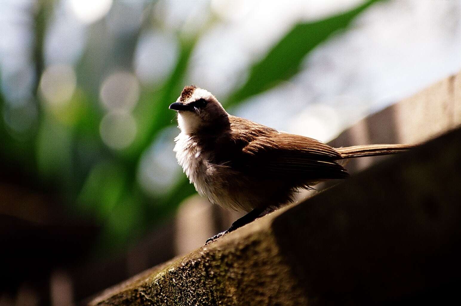 Image of Yellow-vented Bulbul