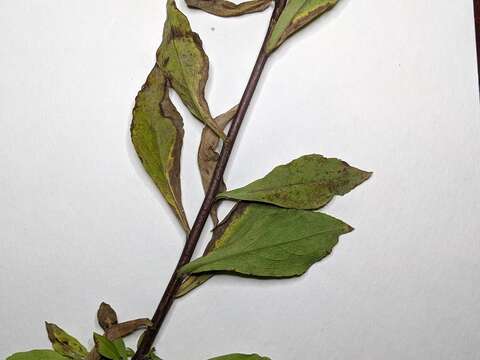 Image of hairy goldenrod